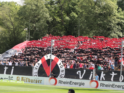 Spendenaktion: Viktoria sammelt für den Tierschutz